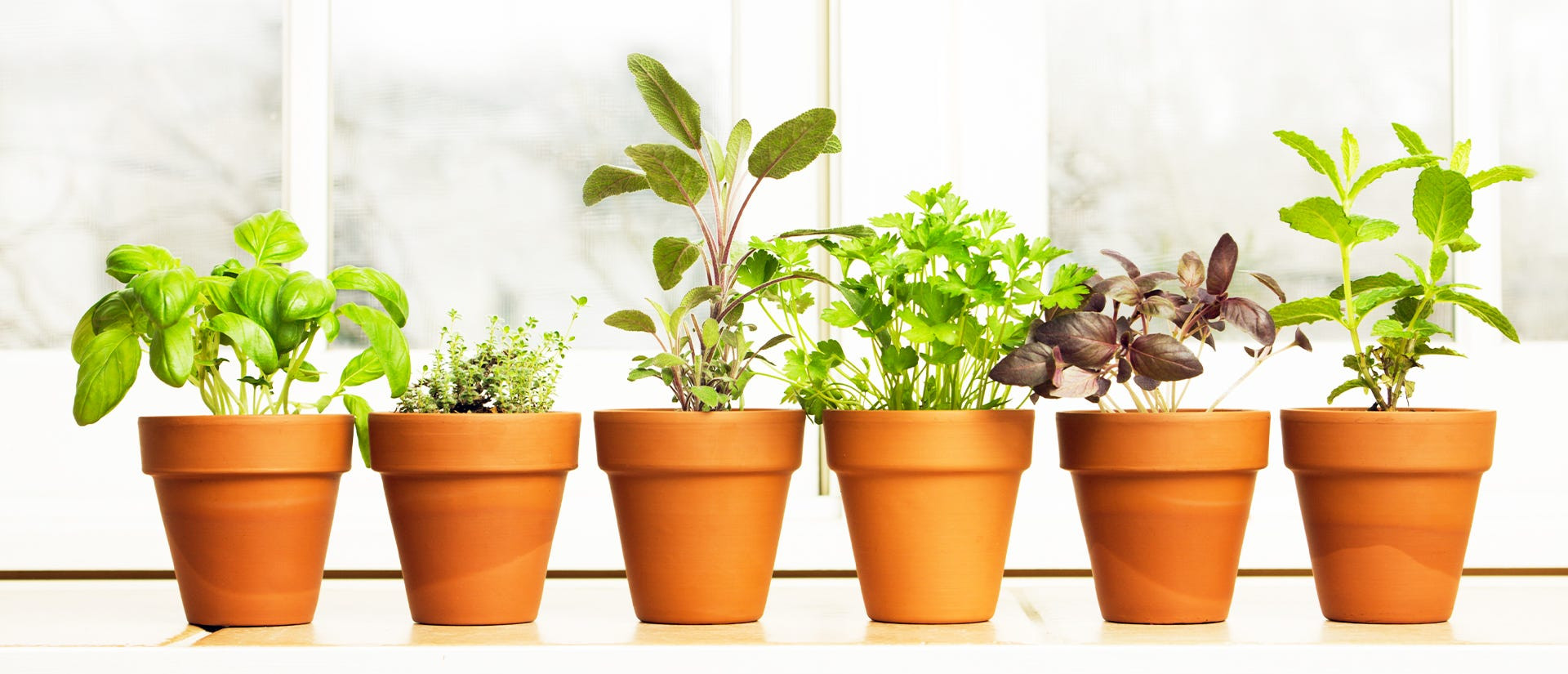 Variety of potted herbs arranged on a window sill in a home