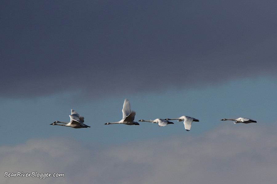 Trumpeter swans flying against a cloudy sky in Utah