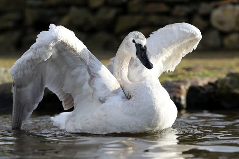 Trumpeter Swan