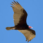 Turkey Vulture Soaring