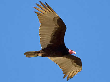 Turkey Vulture Soaring