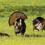 Wild turkeys in their natural habitat