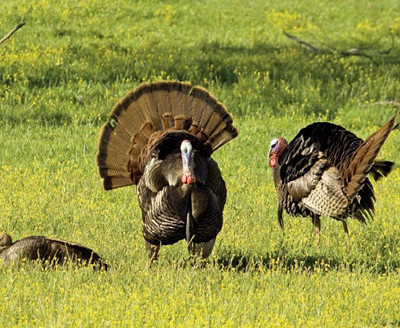 Wild turkeys in their natural habitat