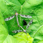 Crane flies mating on a green leaf, orange mites are present on one