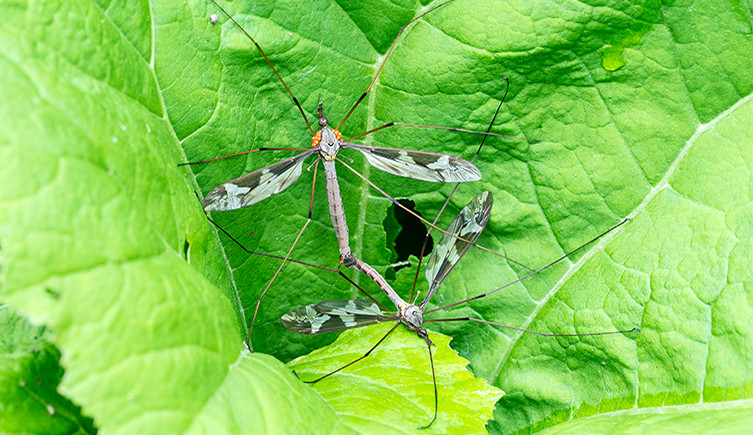 Crane flies mating on a green leaf, orange mites are present on one
