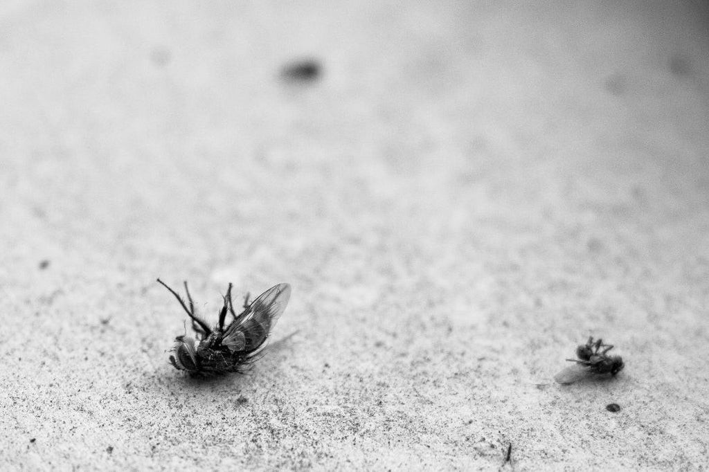 greyscale photo of two dead flies