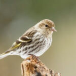 Ruby-crowned Kinglet migration patterns