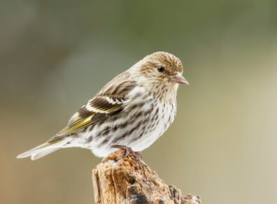 Ruby-crowned Kinglet migration patterns