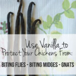 Close up of vanilla beans