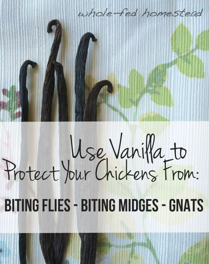 Close up of vanilla beans