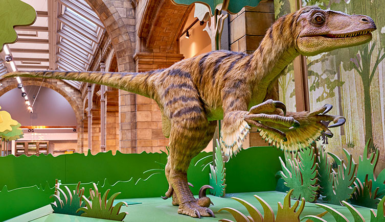 Feathered Velociraptor model in the T. rex Restaurant at the Museum