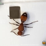 Velvet ant on plant