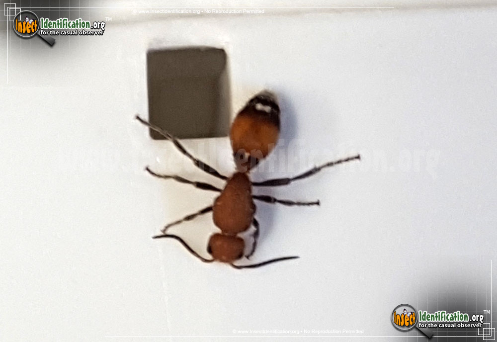 Velvet ant on plant