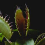 Carnivorous plants as a fly repellent