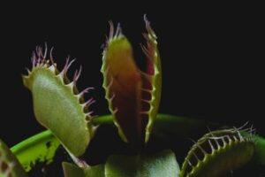 Carnivorous plants as a fly repellent