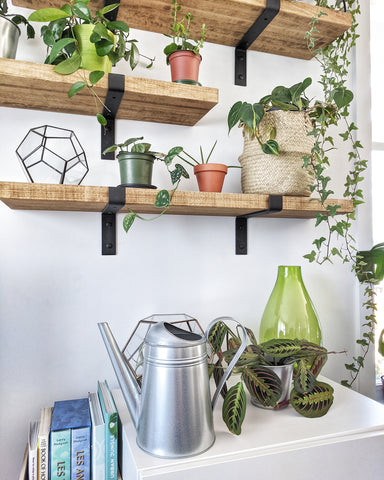 Plants on shelf