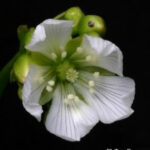 Venus Fly Trap Seed Production