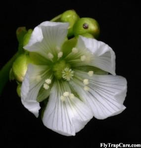 Venus Fly Trap Seed Production