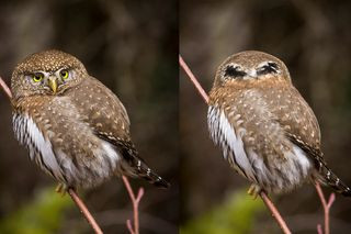 Northern Spotted Owl perched on a branch, showcasing its mottled plumage and intense gaze.