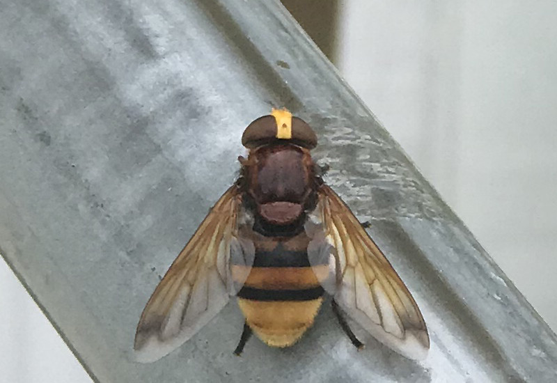 Hover Fly