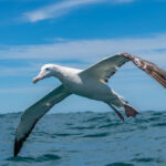 Wandering Albatross in Flight