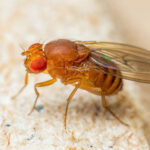 Fruit Flies Hovering Near Fruit