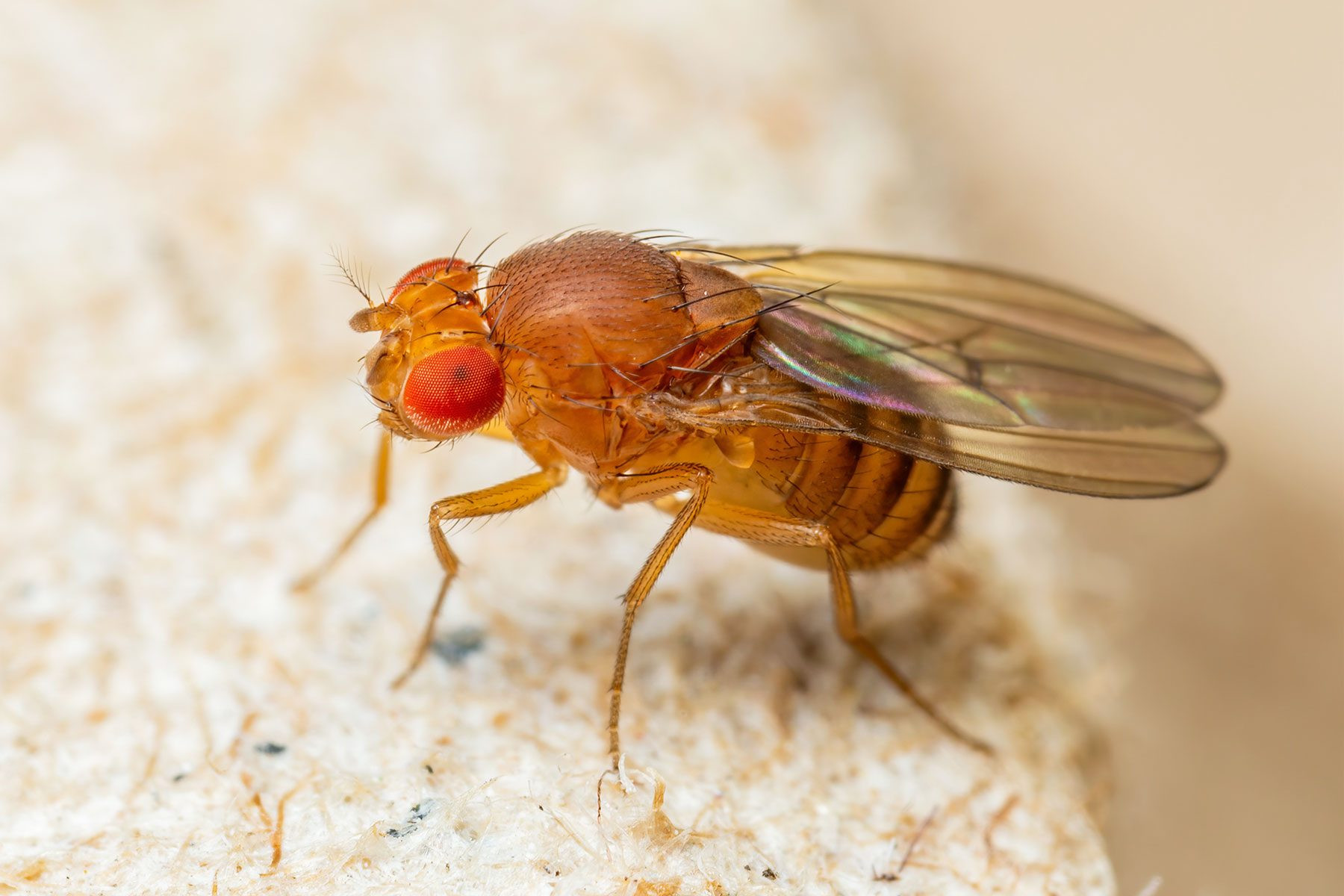 Fruit Flies Hovering Near Fruit