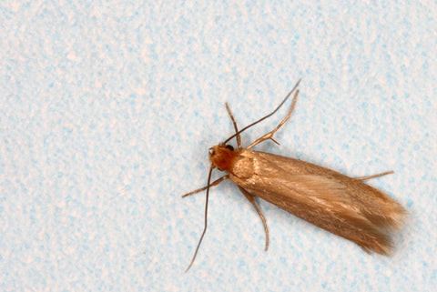 Webbing moth