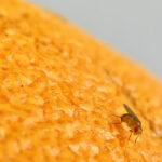 fly orange