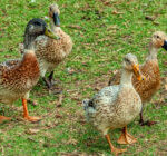 Welsh Harlequin Ducks