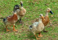 Welsh Harlequin Ducks