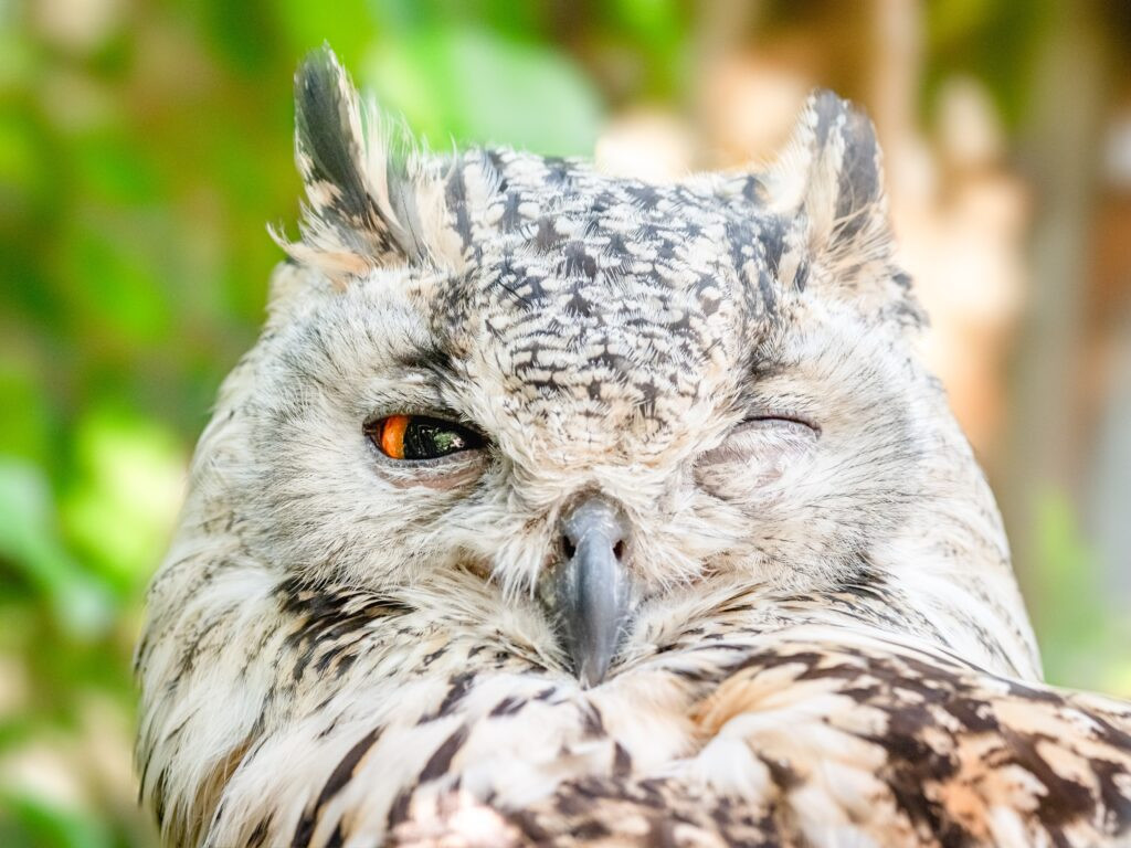 A Western Screech Owl looking directly at the camera with a charming wink.