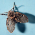 Drain Fly