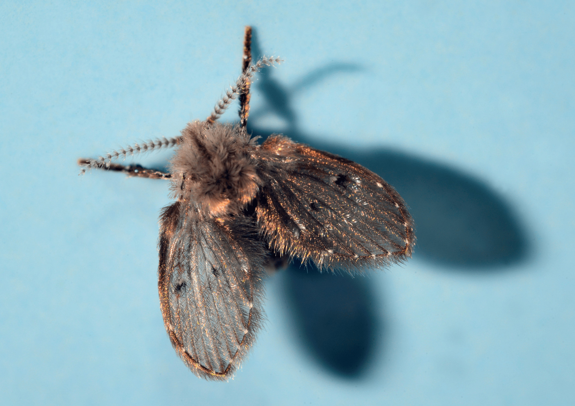 Drain Fly