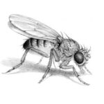 fruit fly on a decaying fruit