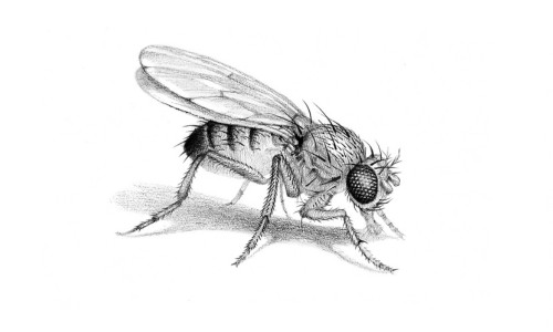 fruit fly on a decaying fruit