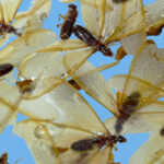 Flying Termites