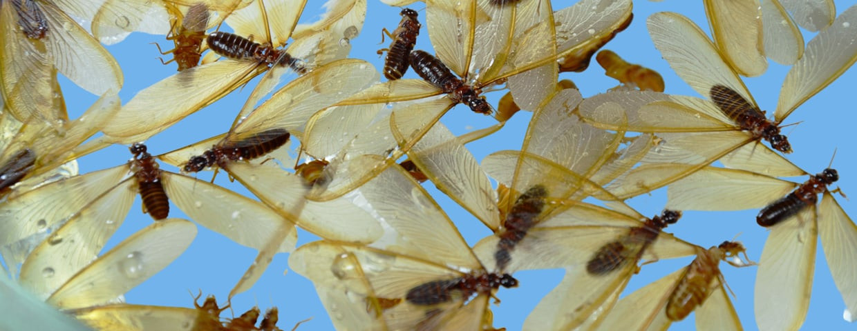 Flying Termites