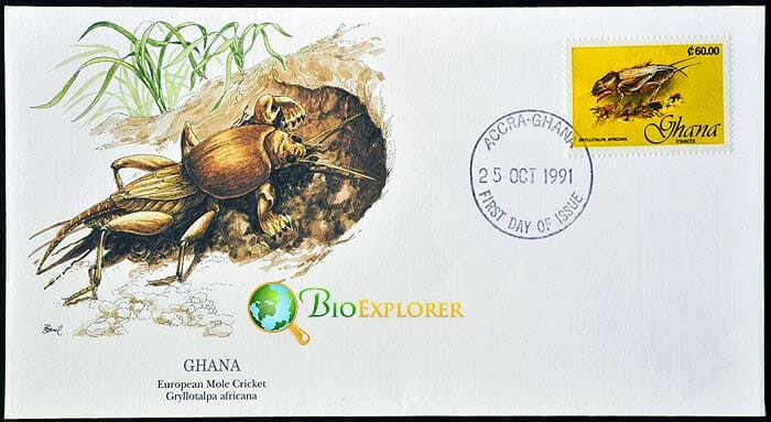 What Do African Mole Crickets Eat