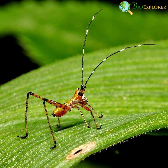 What Do Baby Crickets Eat