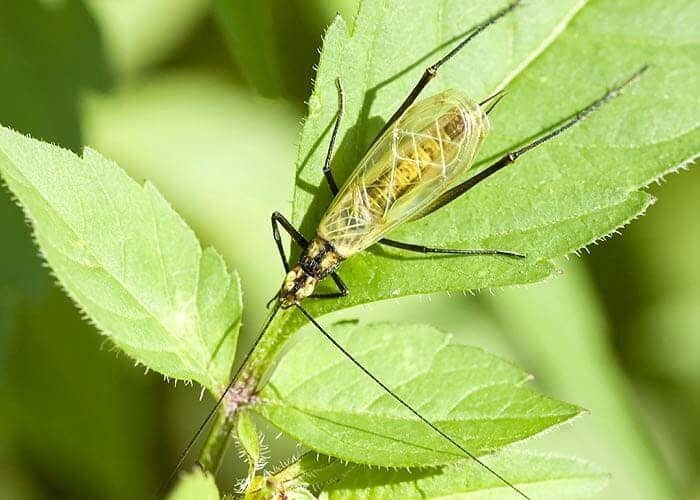 What Do Blackthorn Tree Crickets Eat