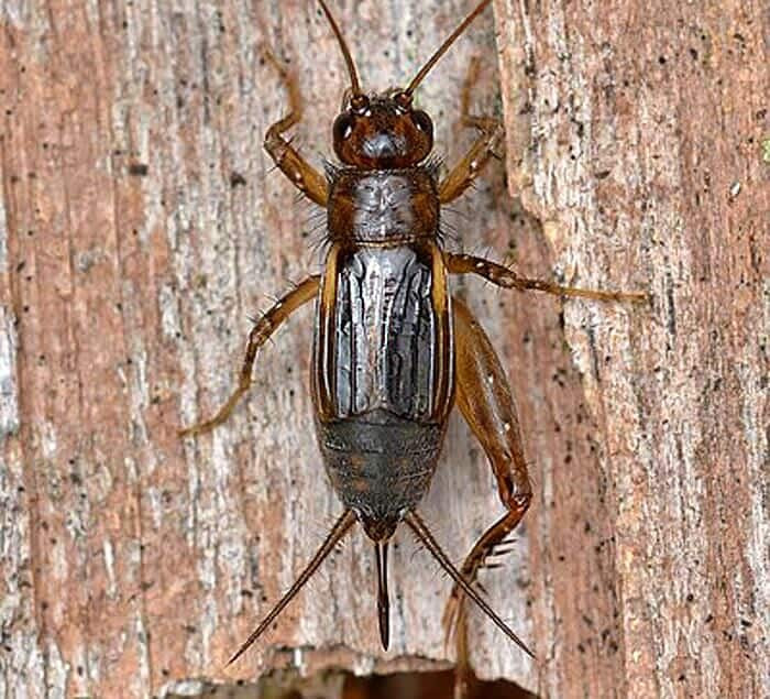What Do Carolina Ground Crickets Eat