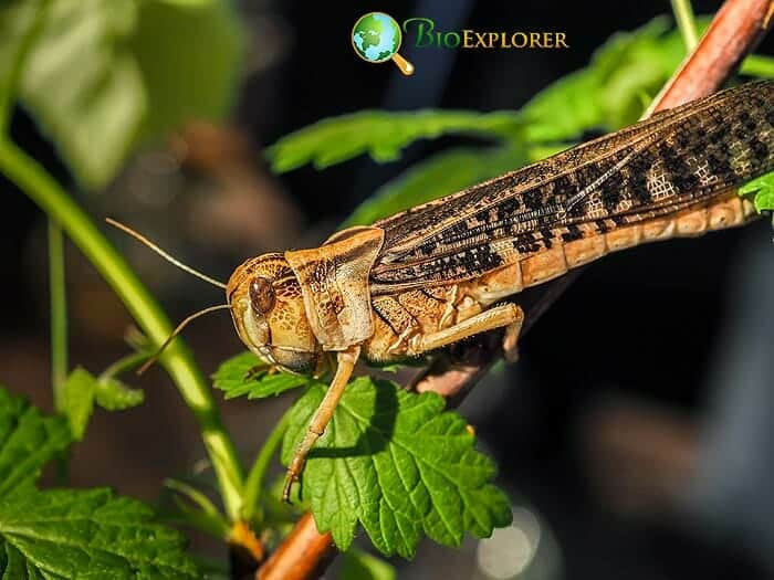 What Do Coulee Crickets Eat
