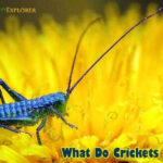 What Do Crickets Eat