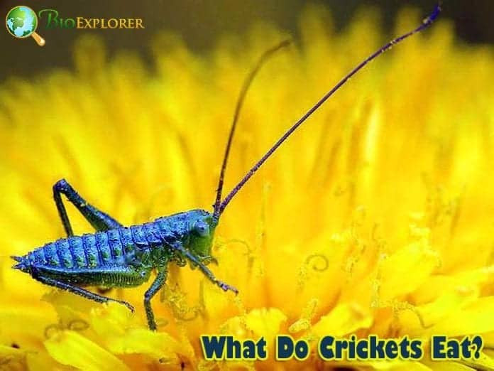 What Do Crickets Eat