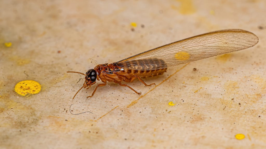 Flying Termites