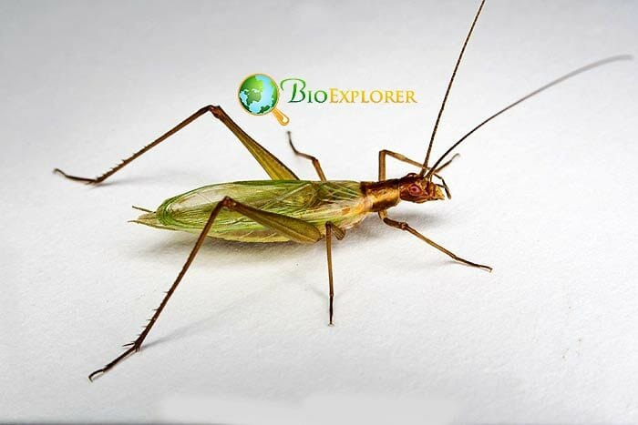 What Do Four-spotted Tree Crickets Eat