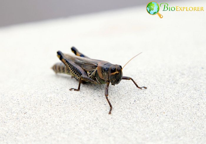 What Do House Crickets Eat