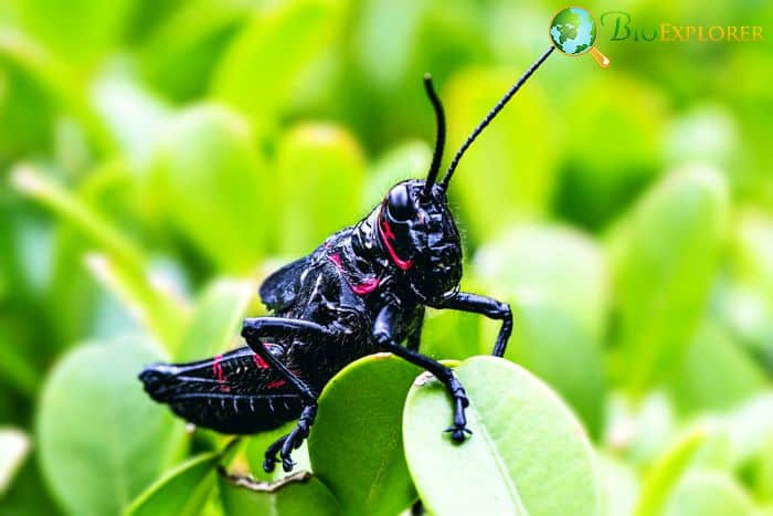 What Do Jamaican Field Crickets Eat