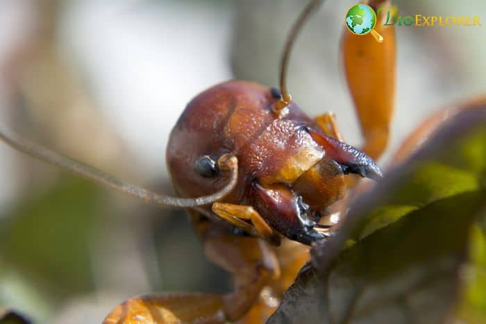 What Do Jerusalem Crickets Eat